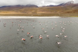 Peru_and_Bolivia_2025 (44/66)
